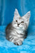 Milanija | maine coon kitten