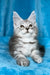 Milanija | maine coon kitten