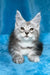 Milanija | maine coon kitten