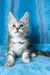 Milanija | maine coon kitten