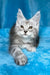 Milanija | maine coon kitten