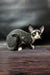 Alert gray and white Devon Rex cat in Milena Devon Rex Kitten product image