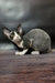 Gray and white Devon Rex cat from the Milena Devon Rex Kitten collection