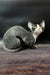 Gray and white Devon Rex cat playing, perfect for Milena | Devon Rex Kitten product