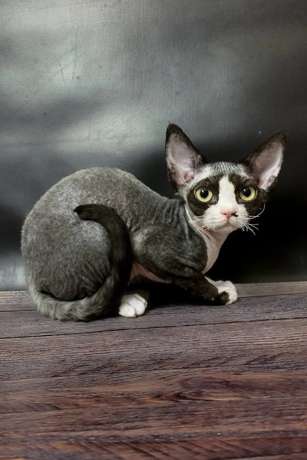 Gray and white Cornish Rex cat in Milena Devon Rex Kitten product display