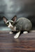 Hairless Devon Rex kitten named Milena with big ears looking cute and playful