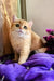 Milis | british shorthair kitten