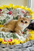 Milis | british shorthair kitten