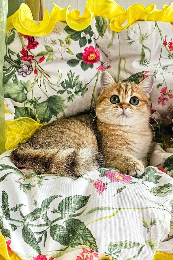 Milis | british shorthair kitten