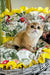 Milis | british shorthair kitten