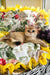 Milis | british shorthair kitten