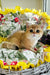 Milis | british shorthair kitten