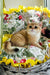 Milis | british shorthair kitten