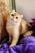 Milis | british shorthair kitten