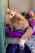 Milis | british shorthair kitten