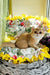 Milis | british shorthair kitten