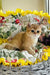 Milis | british shorthair kitten