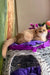Milis | british shorthair kitten