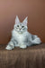 Silver Maine Coon kitten with ear tufts and alert look in Millenium collection