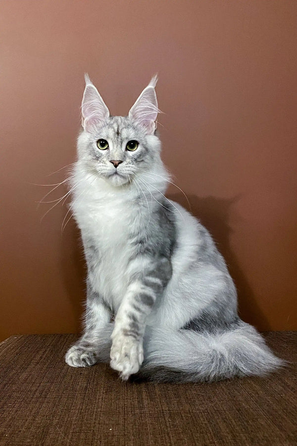 Silver Maine Coon Kitten with ear tufts from Millenium Maine Coon collection