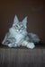 Gray and white Maine Coon kitten with ear tufts, perfect for Millenium Maine Coon fans