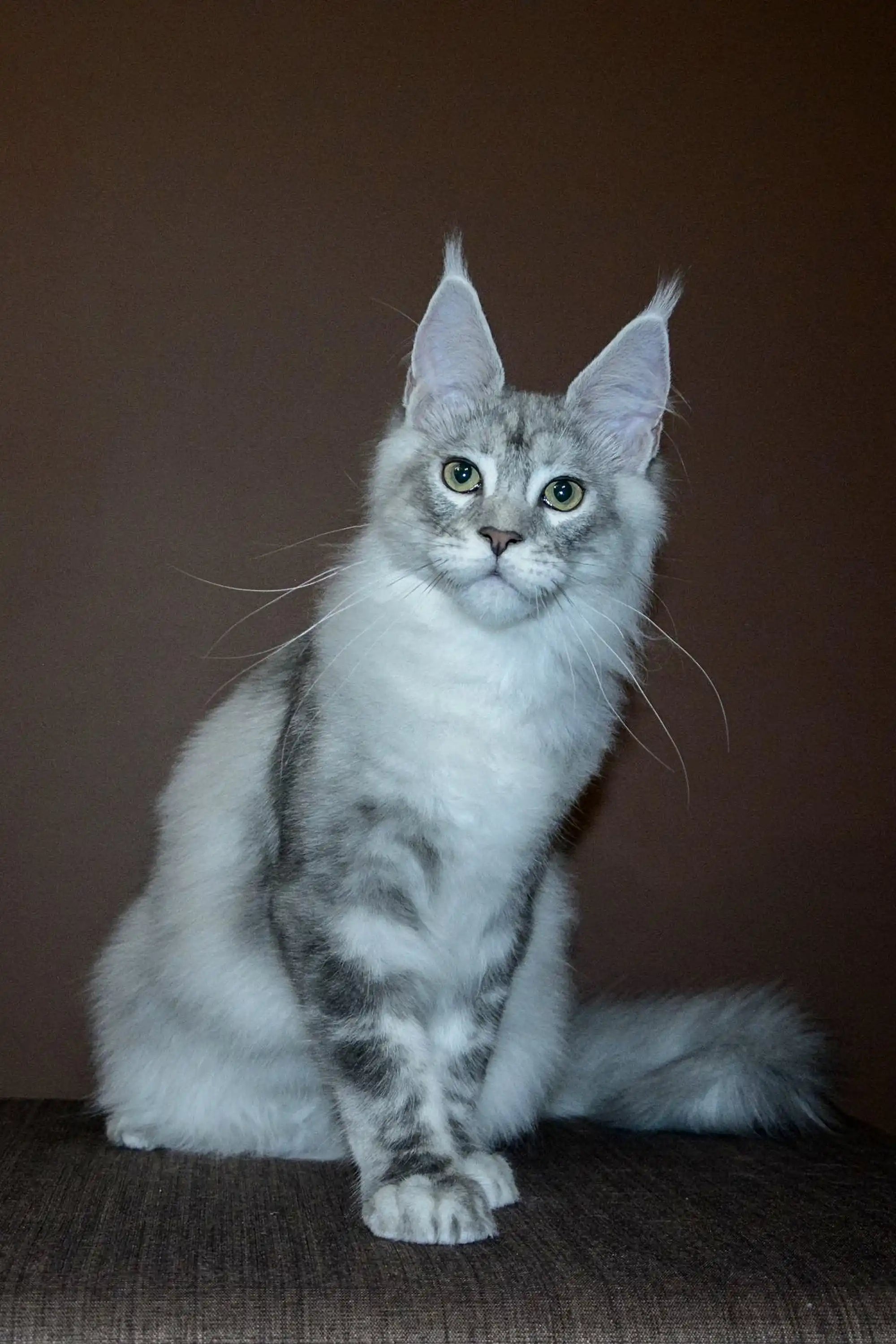 Maine Coon Kittens for Sale Millenium | Kitten