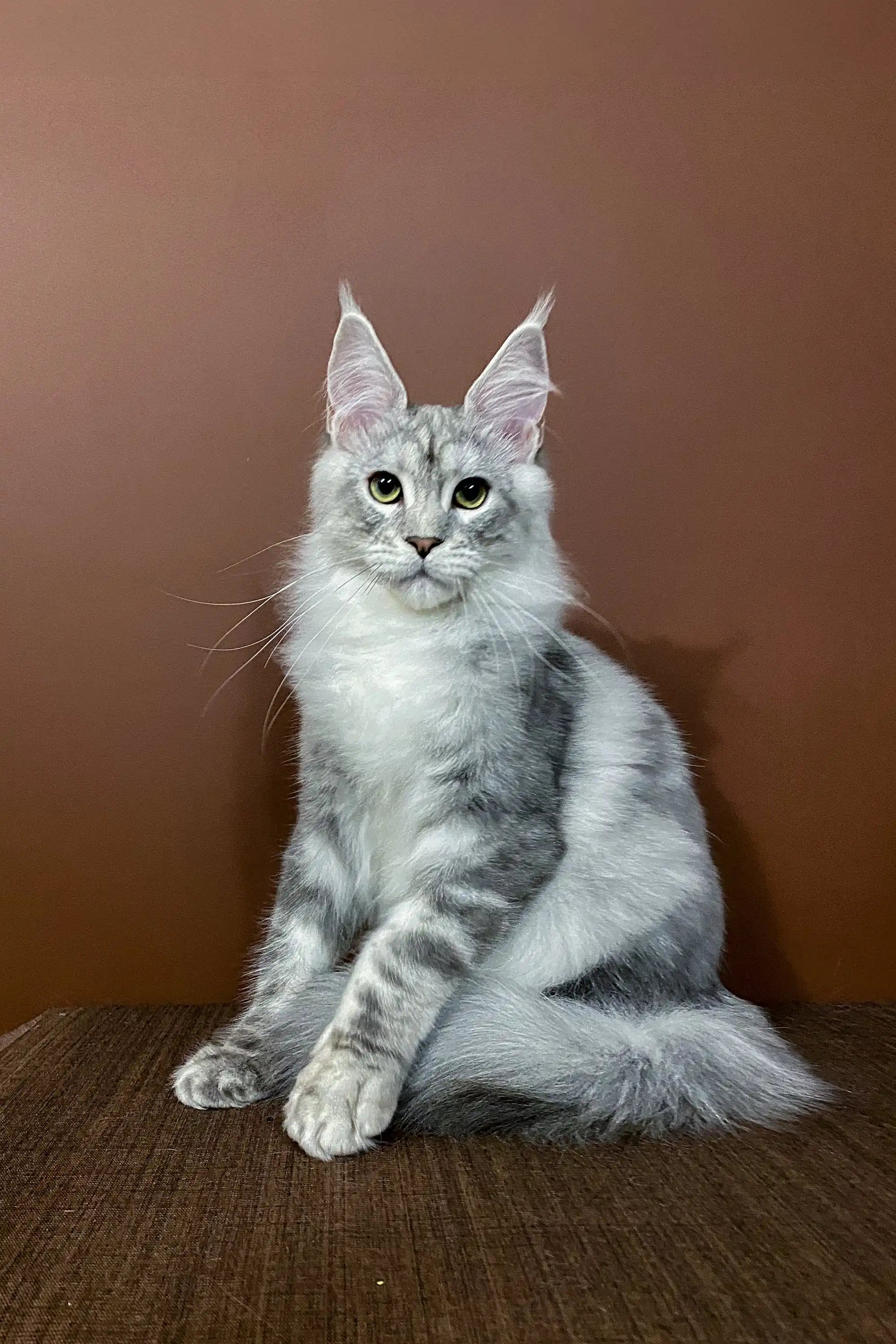 Maine Coon Kittens for Sale Millenium | Kitten