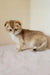 Millie | scottish fold kitten