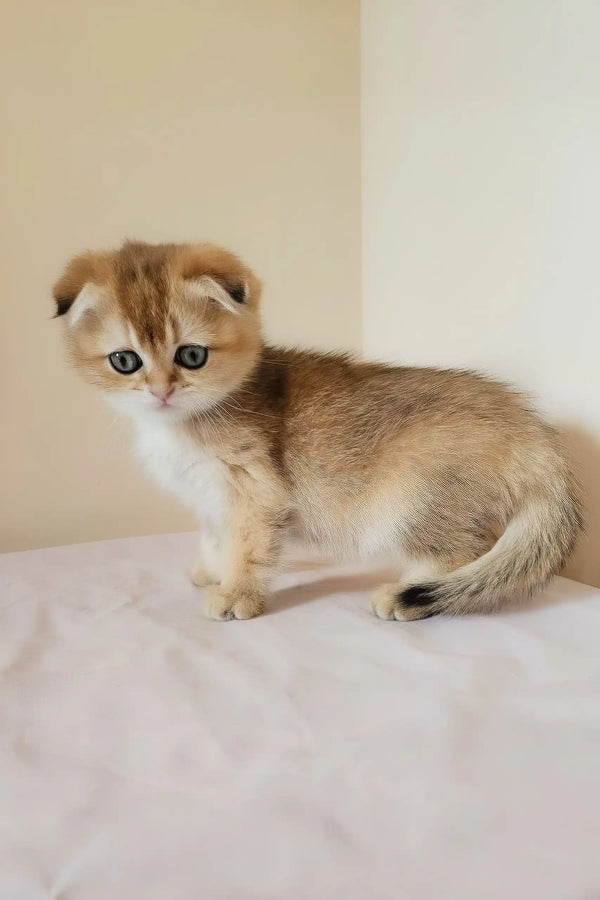 Millie | scottish fold kitten