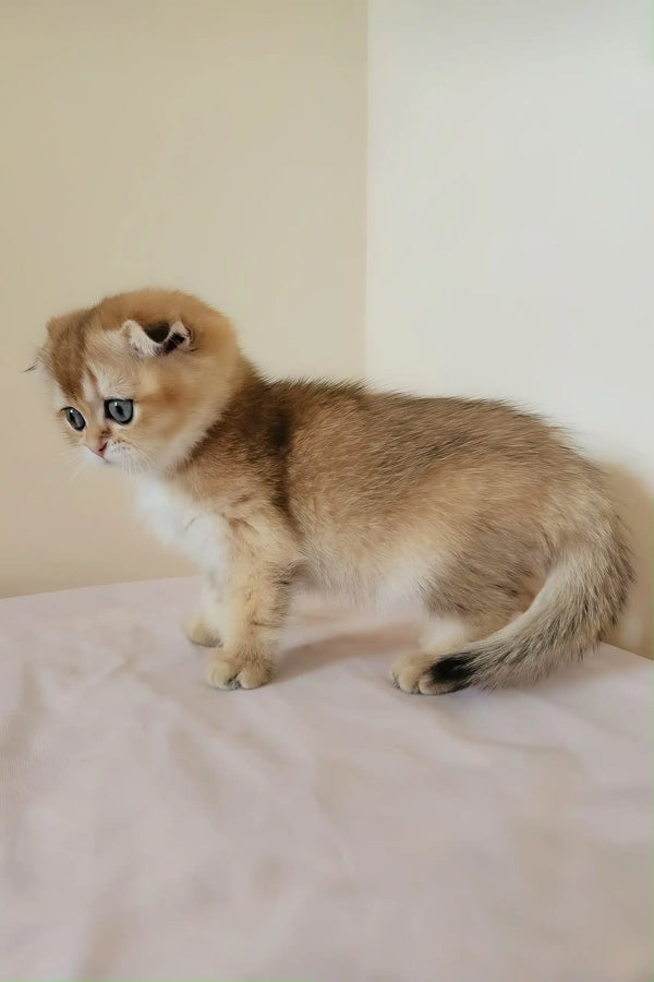 Millie | scottish fold kitten