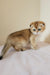 Millie | scottish fold kitten