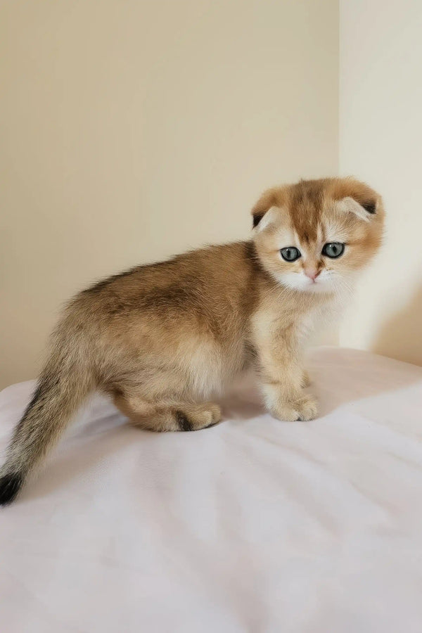 Millie | scottish fold kitten