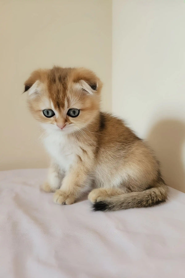 Millie | scottish fold kitten