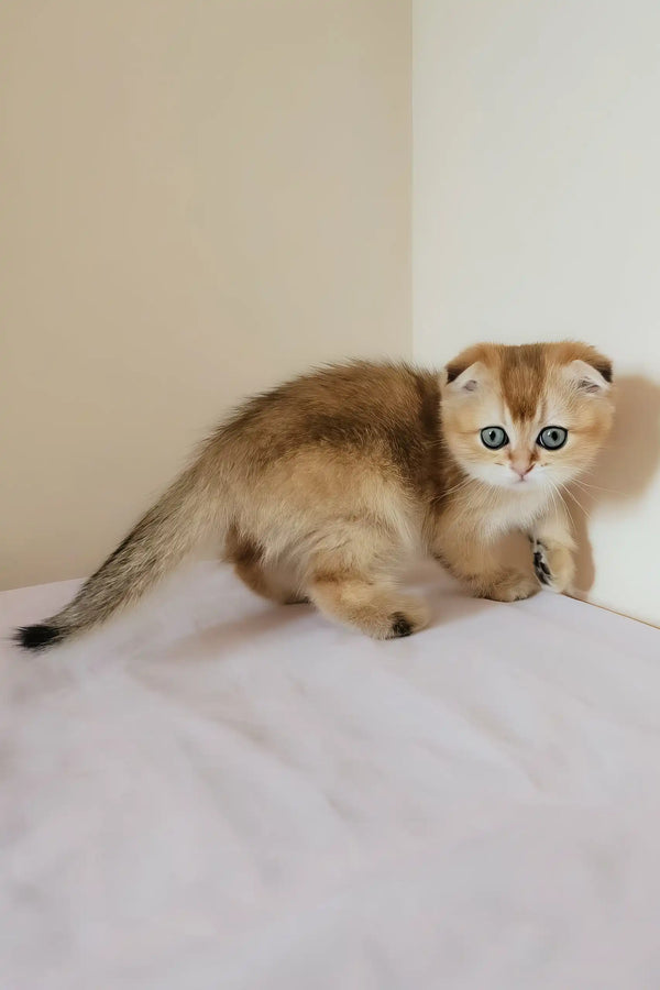 Millie | scottish fold kitten