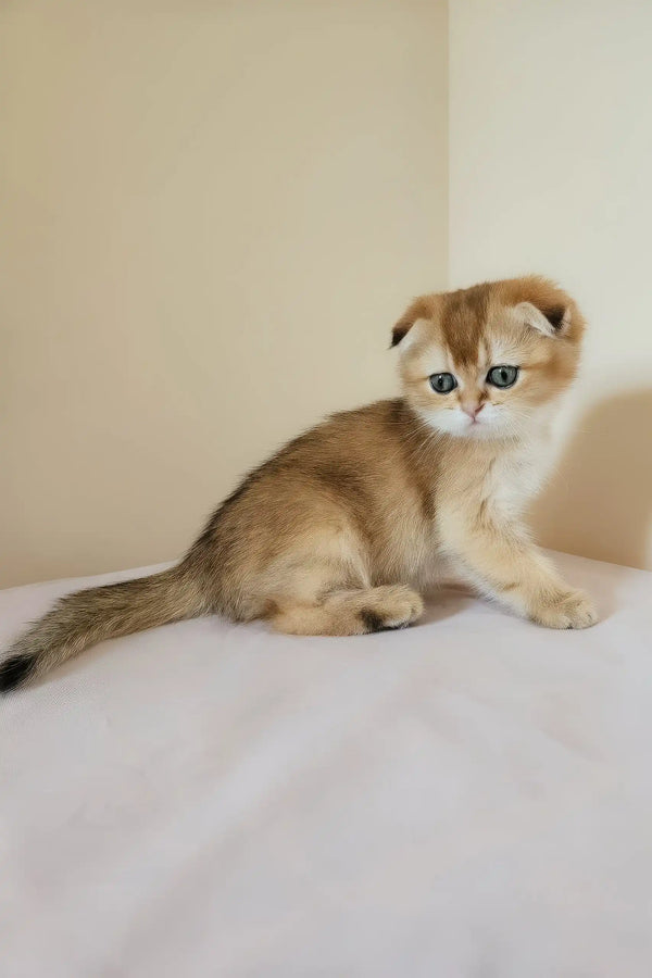 Millie | scottish fold kitten