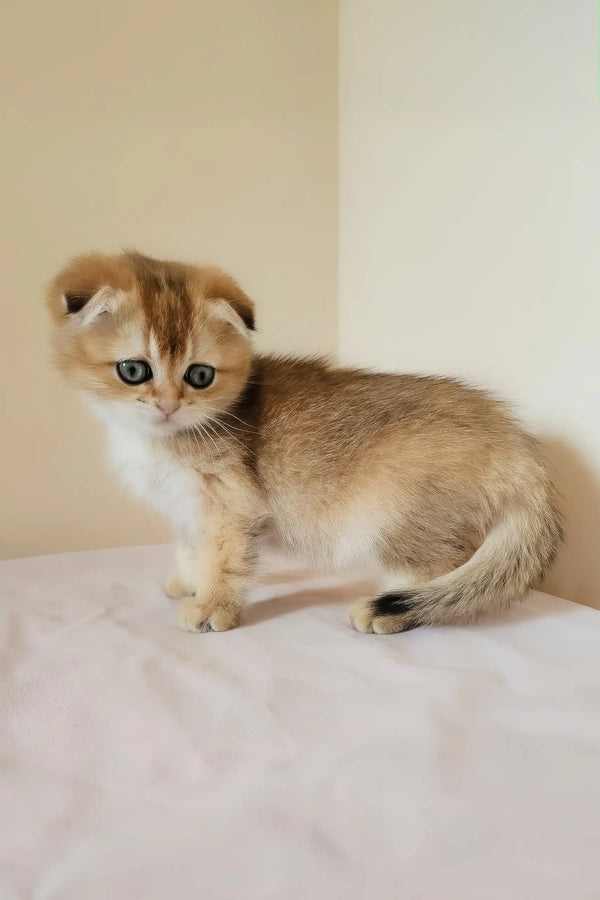 Millie | scottish fold kitten