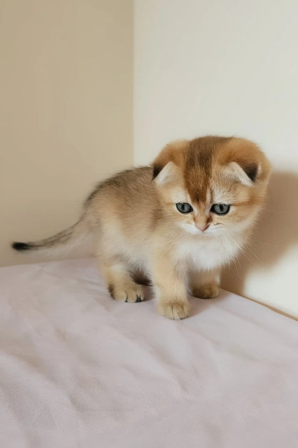 Millie | scottish fold kitten