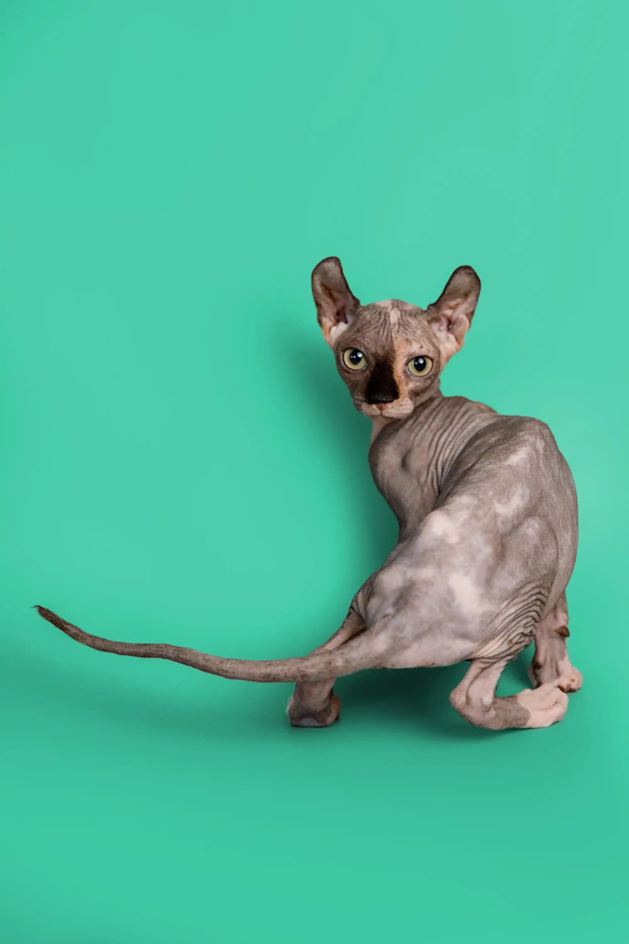 Hairless Sphynx Cats & Kittens for Sale Millie | Kitten