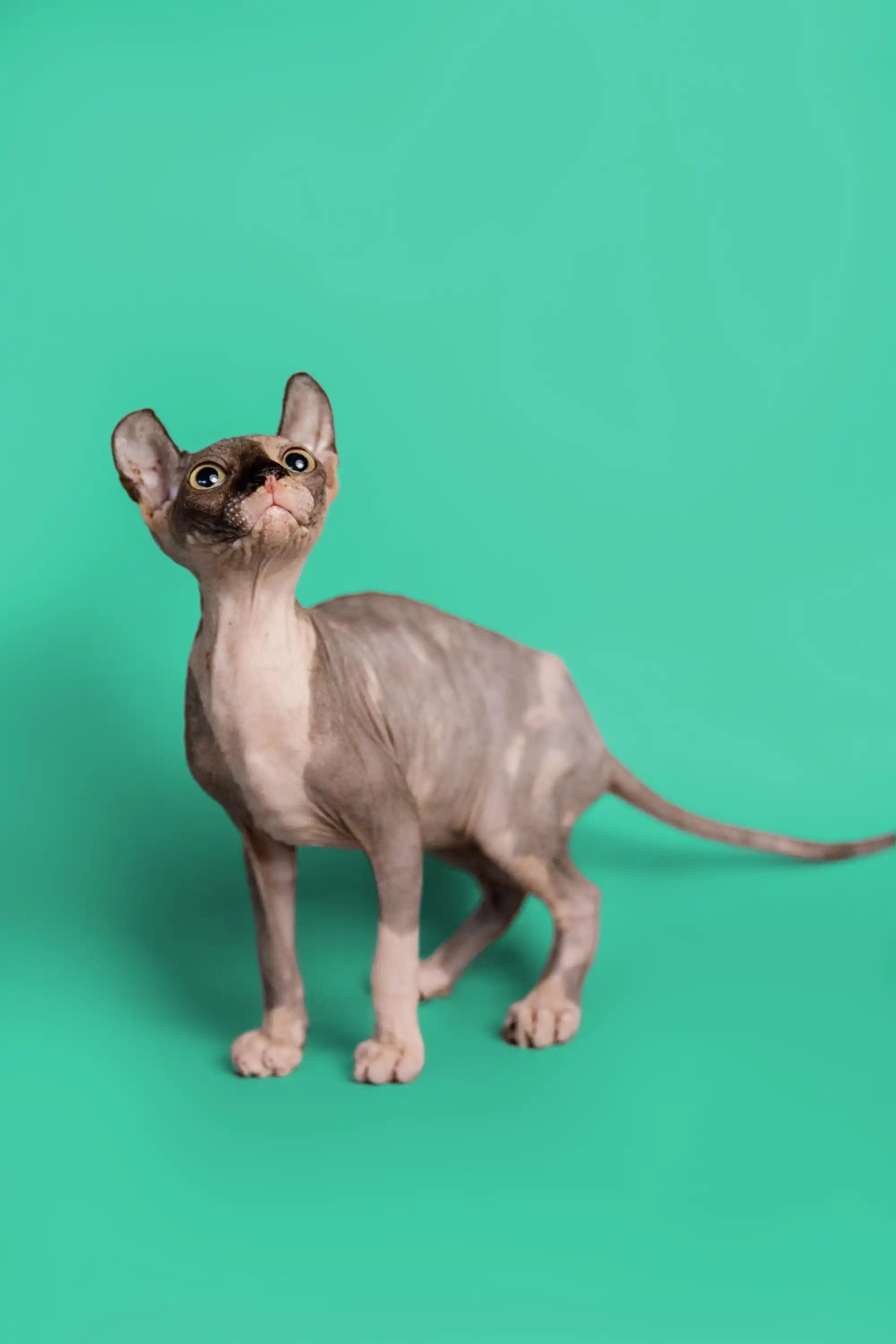 Hairless Sphynx Cats & Kittens for Sale Millie | Kitten