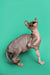 Hairless Sphynx kitten sitting upright, looking smart and alert, perfect for cat lovers