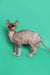 Hairless Sphynx kitten Millie with wrinkled skin and big ears in profile view