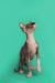 Hairless Sphynx kitten with big ears adorably gazing upward, perfect for any pet lover