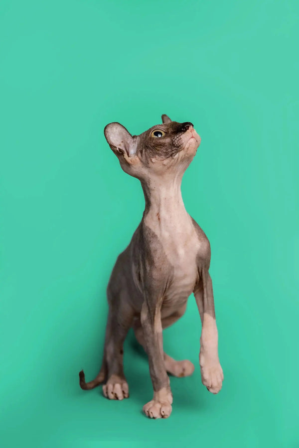 Hairless Sphynx kitten with big ears adorably gazing upward, perfect for any pet lover