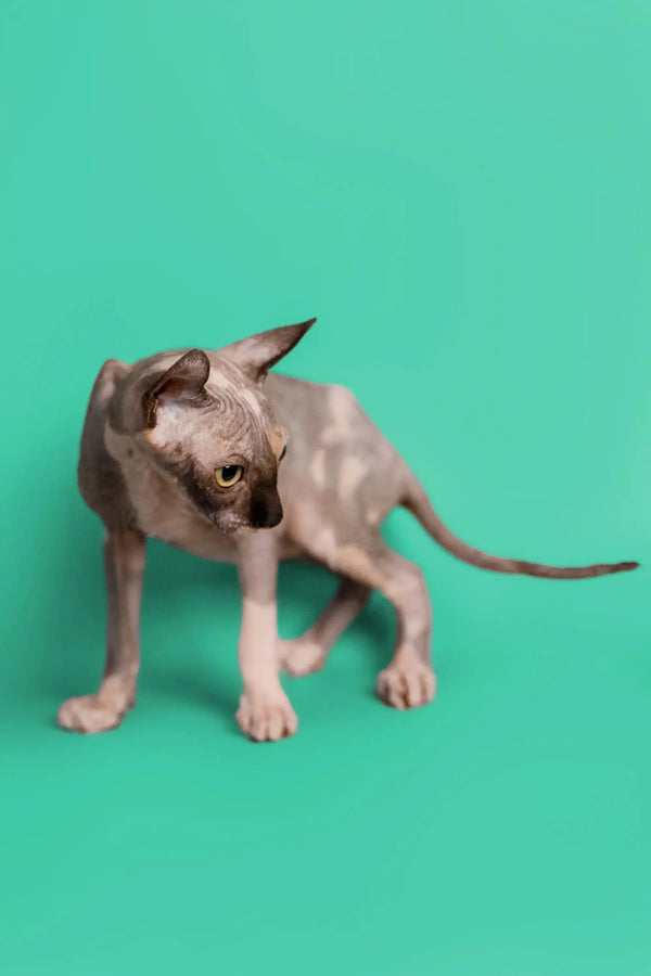 Hairless Sphynx kitten named Millie standing on a solid surface, an intelligent companion