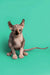 Hairless Sphynx kitten with big ears and wrinkles, a perfect intelligent calico Sphynx