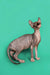 Hairless Sphynx kitten with big ears standing alert against a solid background