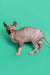 Hairless Sphynx kitten with wrinkled skin against teal, featuring intelligent calico Sphynx vibes