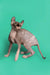 Hairless Sphynx kitten Millie with wrinkled skin and big ears looking playful