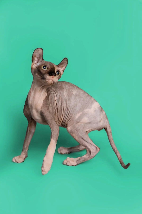 Hairless Sphynx kitten Millie with wrinkled skin and big ears looking playful