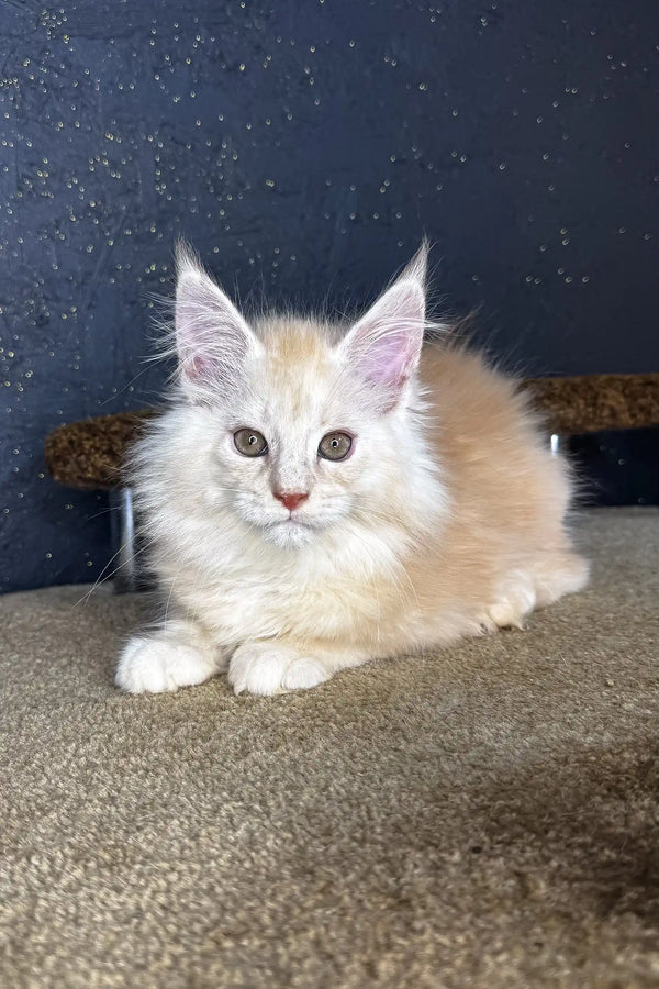 Adorable cream-colored Maine Coon kitten with fluffy fur and pointed ears for Million product